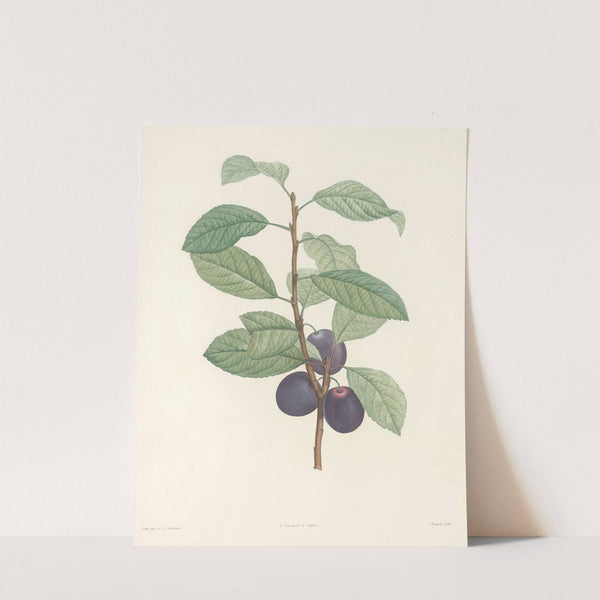 La botanique de J. J. Rousseau Pl 44 (1805) by Pierre Joseph Redouté