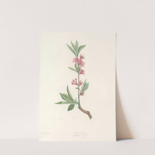 La botanique de J. J. Rousseau Pl 45 by Pierre Joseph Redouté