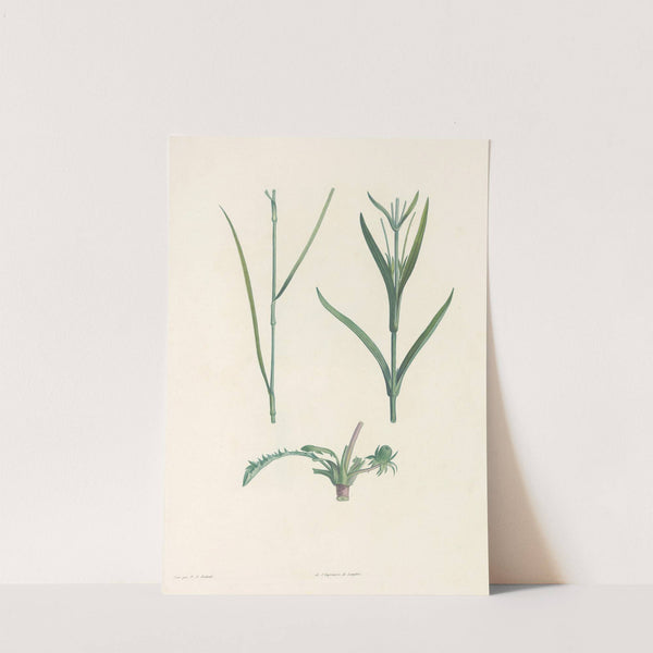 La botanique de J. J. Rousseau Pl 49 by Pierre Joseph Redouté