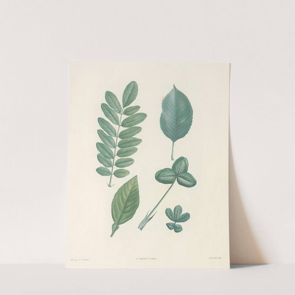 La botanique de J. J. Rousseau Pl 52 by Pierre Joseph Redouté