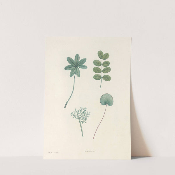 La botanique de J. J. Rousseau Pl 53 by Pierre Joseph Redouté