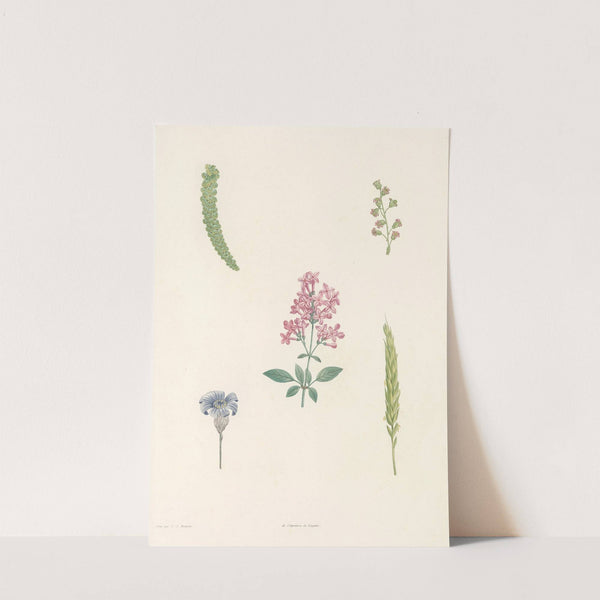 La botanique de J. J. Rousseau Pl 54 by Pierre Joseph Redouté