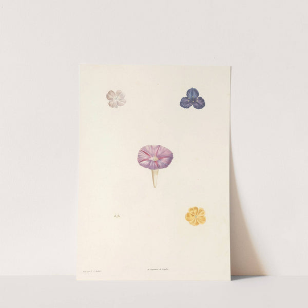 La botanique de J. J. Rousseau Pl 56 by Pierre Joseph Redouté