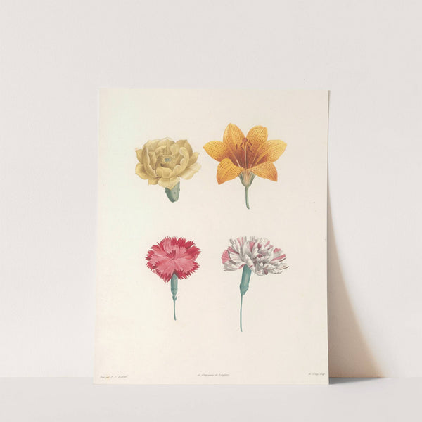 La botanique de J. J. Rousseau Pl 57 by Pierre Joseph Redouté