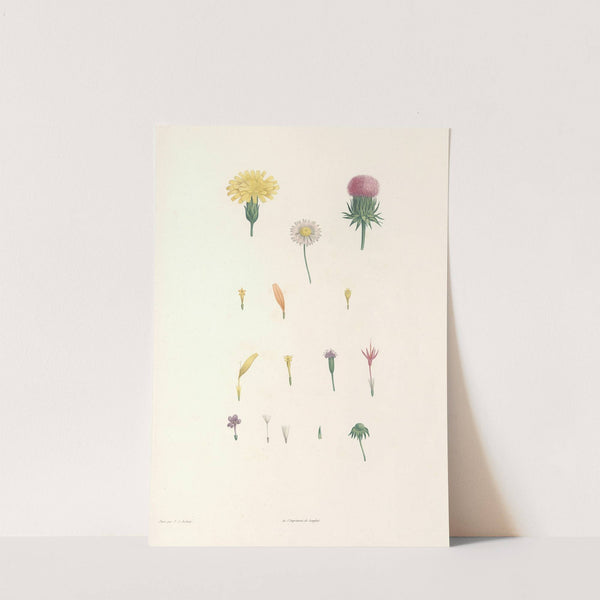 La botanique de J. J. Rousseau Pl 58 by Pierre Joseph Redouté