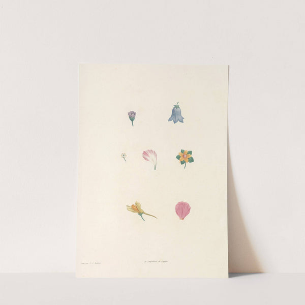 La botanique de J. J. Rousseau Pl 59 by Pierre Joseph Redouté