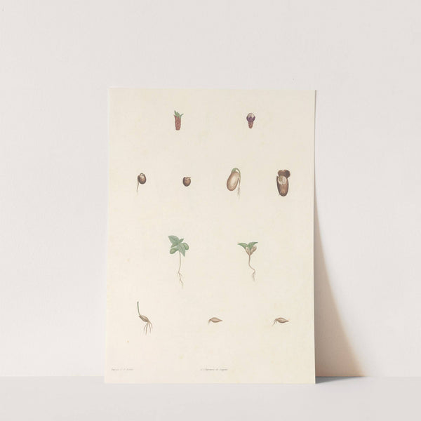 La botanique de J. J. Rousseau Pl 63 by Pierre Joseph Redouté