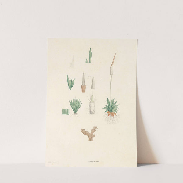 La botanique de J. J. Rousseau Pl 64 by Pierre Joseph Redouté