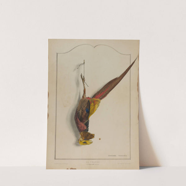 La Chasse; Le Faisan Dore by Édouard Traviès