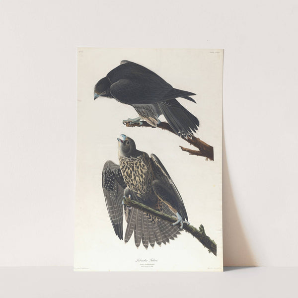 Labrador falcon by John James Audubon