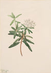 Western Pipsissewa (Chimaphila umbellata) (1902)