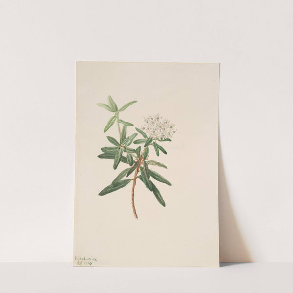 Labrador Tea (Ledum groenlandicum) (1905) by Mary Vaux Walcott