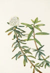 Bourgeau Rose (flower). Rosa bourgeauiana
