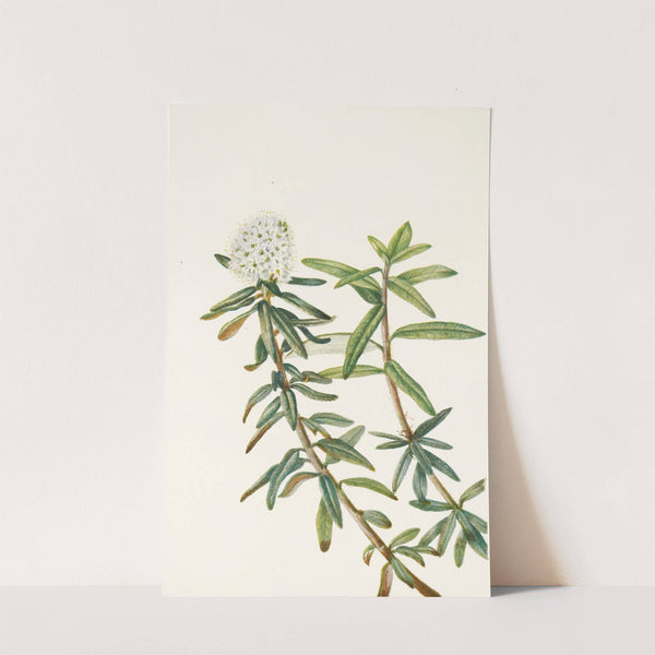 Labrador-tea. (Ledum groenlandicum) (1925) by Mary Vaux Walcott