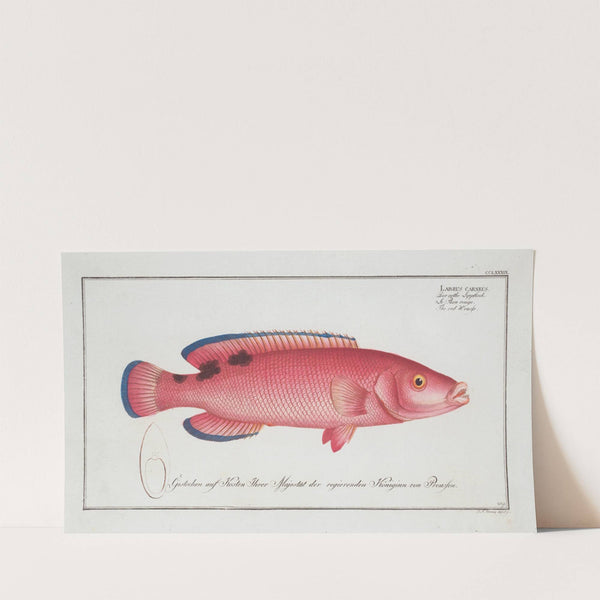 Labrus carneus, The red Wrasse. (1785-1797) by Marcus Elieser Bloch
