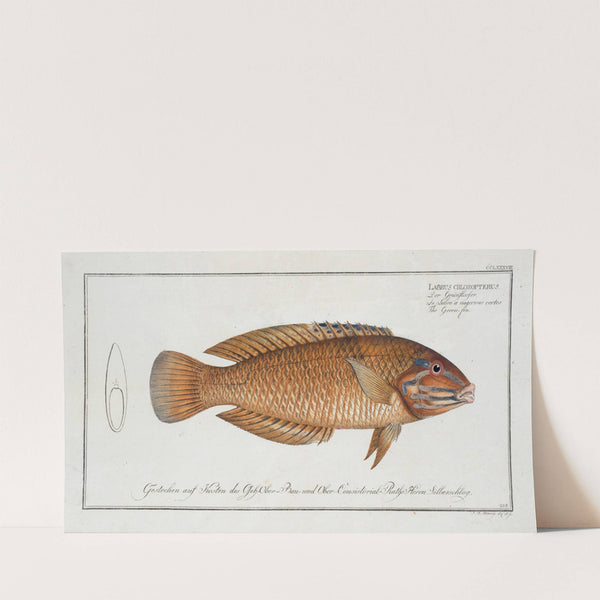 Labrus chloropterus, The Green-fin. (1785-1797) by Marcus Elieser Bloch