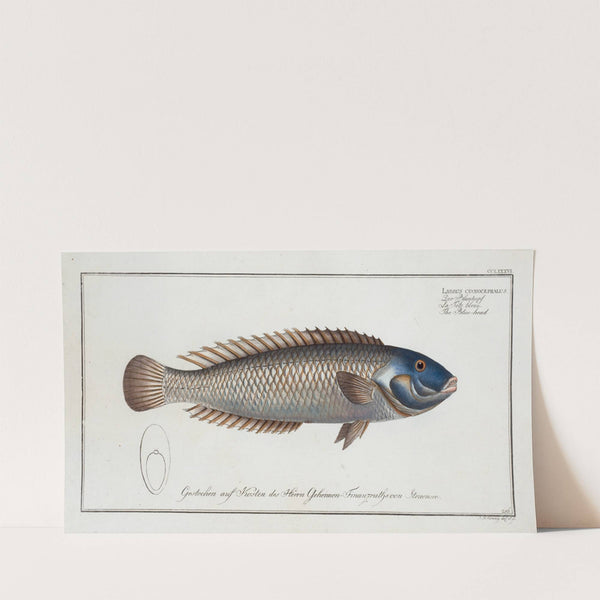 Labrus cyanocephalus, The Blue-head. (1785-1797) by Marcus Elieser Bloch