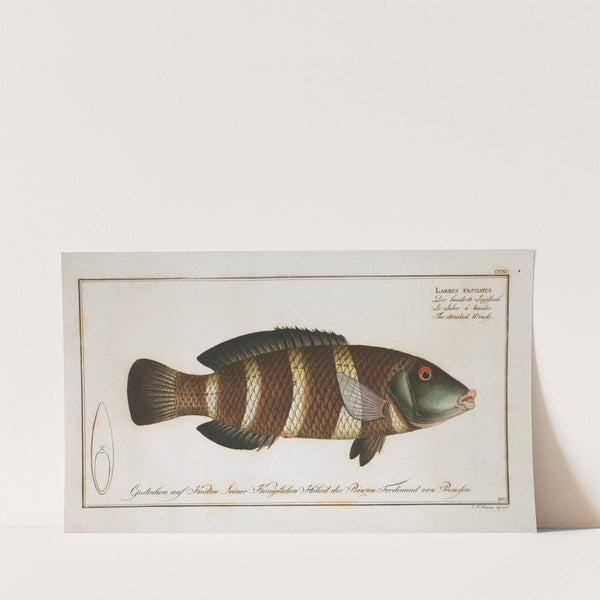 Labrus fasciatus, The streaked Wrasse. (1785-1797) by Marcus Elieser Bloch