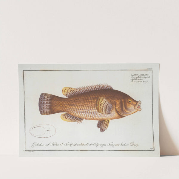 Labrus maculatus, The maculated Wrasse. by Marcus Elieser Bloch