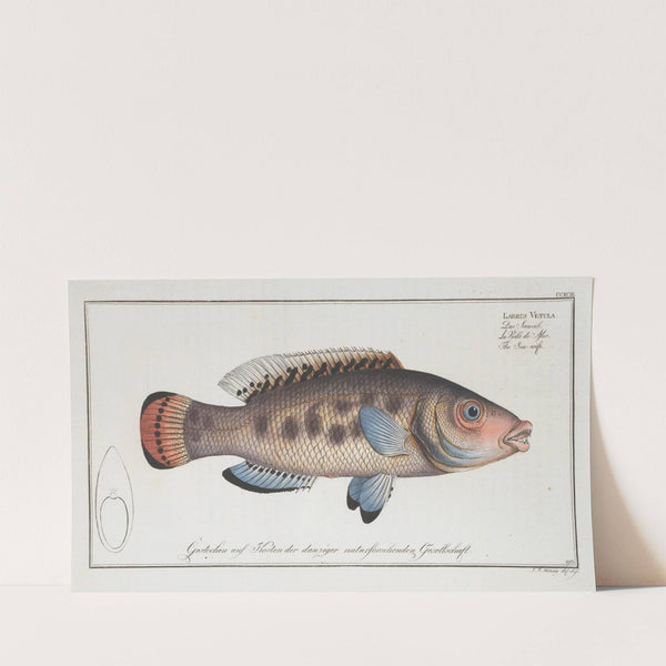 Labrus Vetula, The Sea-wife. (1785-1797) by Marcus Elieser Bloch