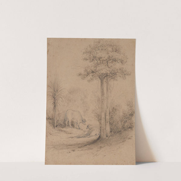 Lace bark trees, Hawkeshead,Hutt Valley by William Swainson