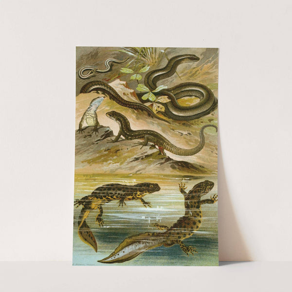 Lacerta vivipara, Triton cristatus, Anguis fragilis by Bruno Dürigen