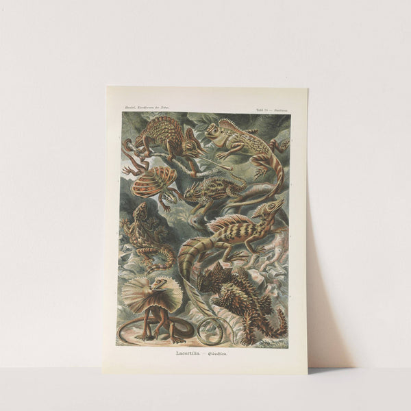 Lacertilia. - Eidechlen by Ernst Haeckel