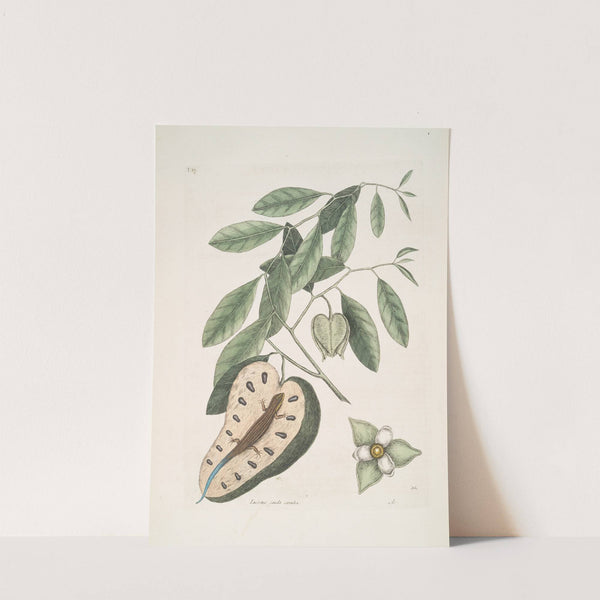 Lacertus cauda cærulea, The Blue-Tail Lizard; Anona &c. by Mark Catesby