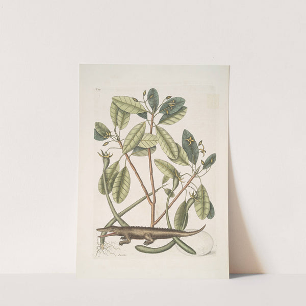 Lacertus, The Alligator. by Mark Catesby