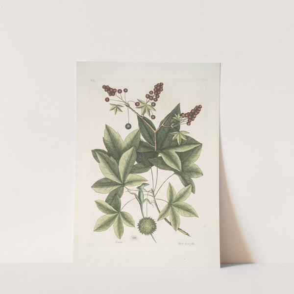 Lacertus viridis Carolinensis, The Green-Lizard of Carolina; Stirax Aceris folio, The Sweet Gum-Tree. by Mark Catesby