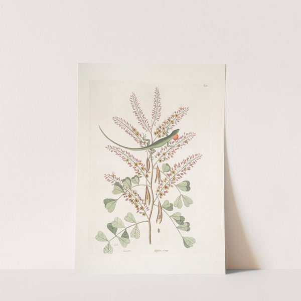 Lacertus viridis Jamaicensis, The Green-Lizard of Jamaica; Lignum Campechianum, Logwood. by Mark Catesby