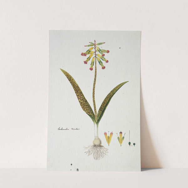 Lachenalia aloides (L.f.) Engl. var. aloides (Opal flowers) by Robert Jacob Gordon