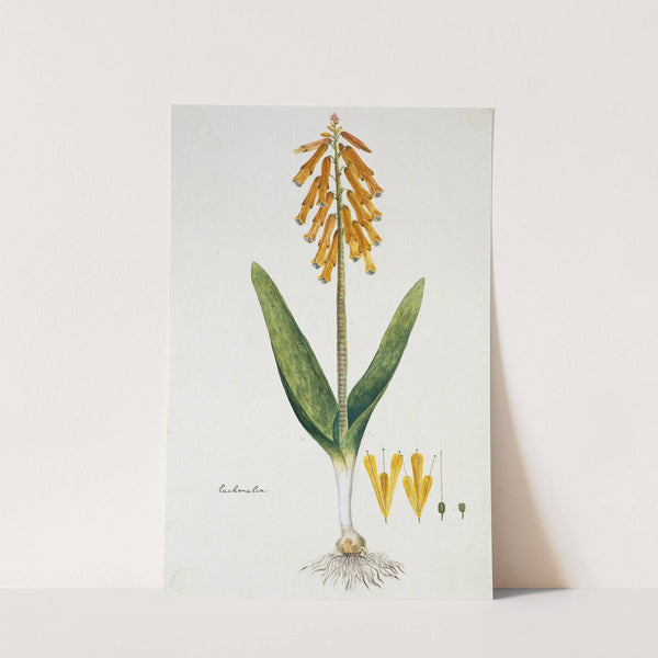 Lachenalia aloides (L.f.) Engl. var. aurea (Opal flower) by Robert Jacob Gordon