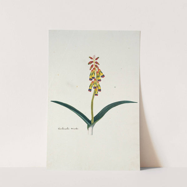 Lachenalia aloides (L.f.) Engl. var. quadricolor. by Robert Jacob Gordon