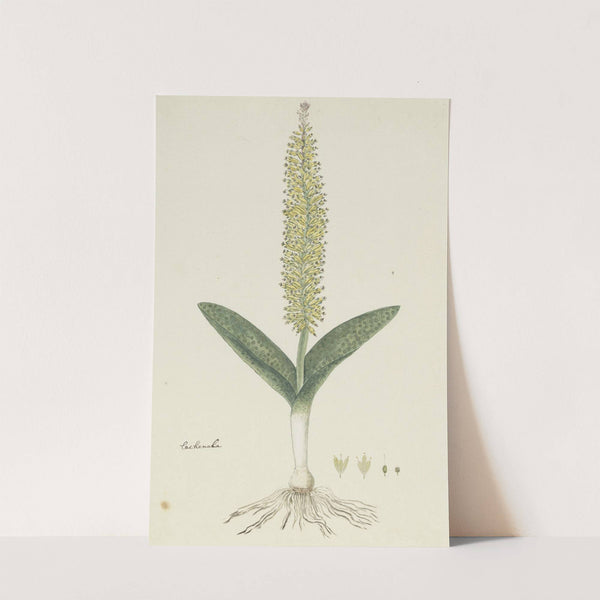 Lachenalia arbuthnotiae W.F. Barker (Hyacinth) by Robert Jacob Gordon