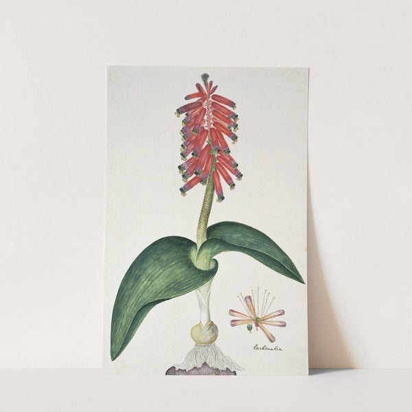 Lachenalia bulbifera (Cirillo) Engl. by Robert Jacob Gordon