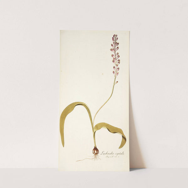 Lachenalia isopetala by Nikolaus Joseph Freiherr von Jacquin