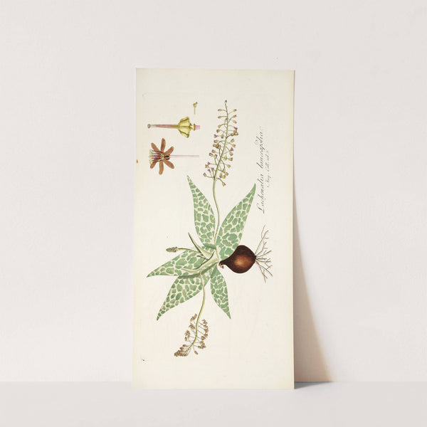 Lachenalia lanceaefolia by Nikolaus Joseph Freiherr von Jacquin