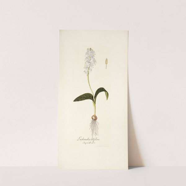 Lachenalia liliflora by Nikolaus Joseph Freiherr von Jacquin