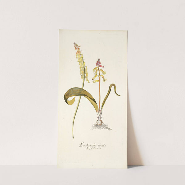 Lachenalia luteola by Nikolaus Joseph Freiherr von Jacquin