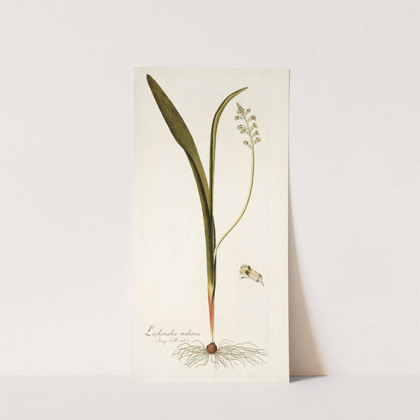Lachenalia mediana by Nikolaus Joseph Freiherr von Jacquin