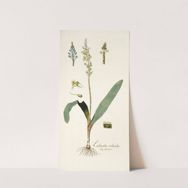 Lachenalia orchioides by Nikolaus Joseph Freiherr von Jacquin