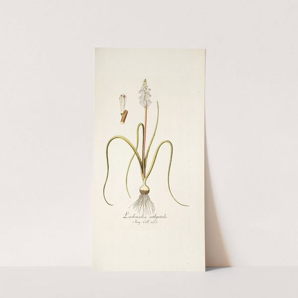 Lachenalia orthopetala (1781-1793) by Nikolaus Joseph Freiherr von Jacquin