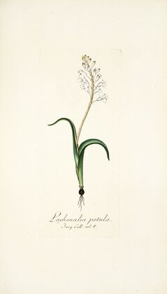 Lachenalia patula
