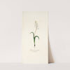 Lachenalia patula (1781-1793) by Nikolaus Joseph Freiherr von Jacquin
