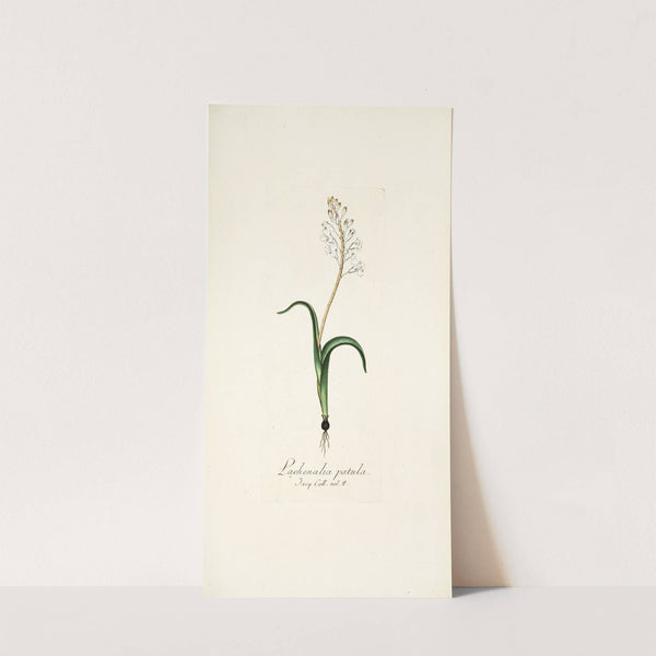 Lachenalia patula (1781-1793) by Nikolaus Joseph Freiherr von Jacquin