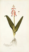 Lachenalia pendula