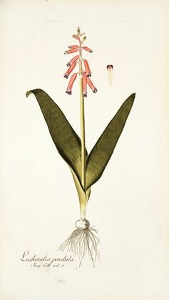 Lachenalia pendula