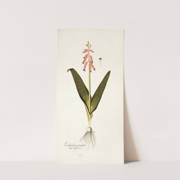 Lachenalia pendula (1781-1793) by Nikolaus Joseph Freiherr von Jacquin