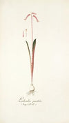 Lachenalia punctata